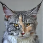 Unleashing Allergy Tolerance: Can You Outgrow Cat Allergies?