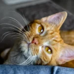 Unleashing the Truth: Do Bengal Cats Scratch Furniture?