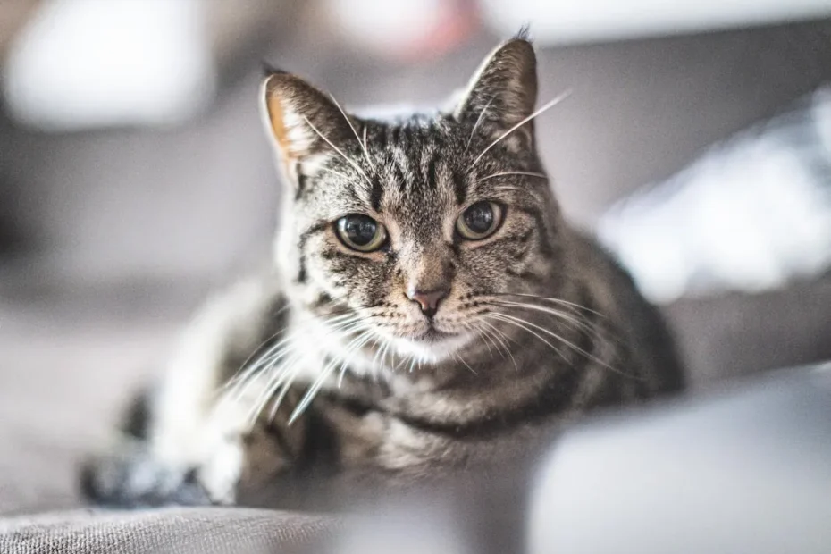 Unlocking the Cat's Turn: Decoding the Mystery Behind Feline Back-Turning