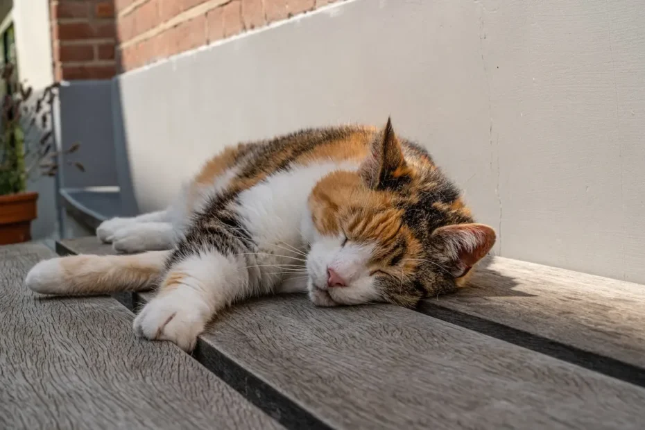 Unlocking the Kitten Feeding Dilemma: To Free-Feed or Not?
