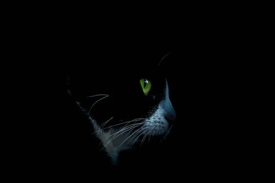Unlocking the Secrets of Feline Independence: Why Cats Seem Unresponsive