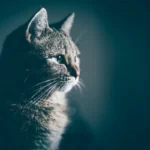 Unlocking the Truth: Can Scratching Posts Trim Cats' Nails?
