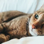 Unmasking Cat Allergies: Can They Pose a Fatal Threat?