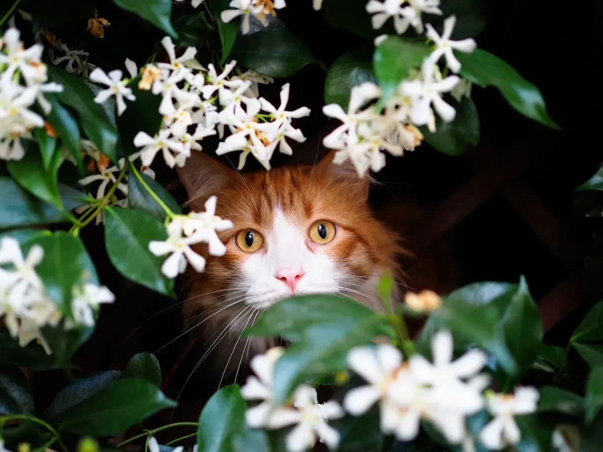 Unmasking Cat Allergies: How Long Until Relief Arrives?