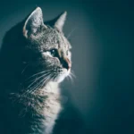 Unmasking Sheba Cat Food: Is It Truly Low in Phosphorus?