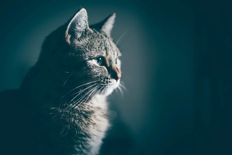 Unmasking Sheba Cat Food: Is It Truly Low in Phosphorus?
