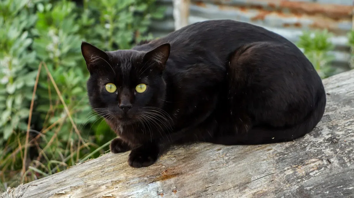 Unmasking The Tail Shake: Instinctual Behaviors And Survival Strategies