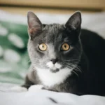 Unopened Wet Cat Food: Does it Need Refrigeration?