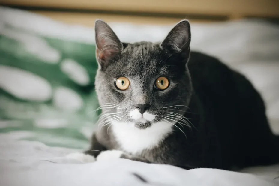 Unopened Wet Cat Food: Does it Need Refrigeration?