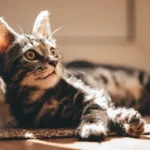 Unraveling Cat Allergy Symptoms: How Long Do They Last?