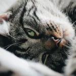 Unraveling Feline Allergies: The Genetic Link to Cat Allergies