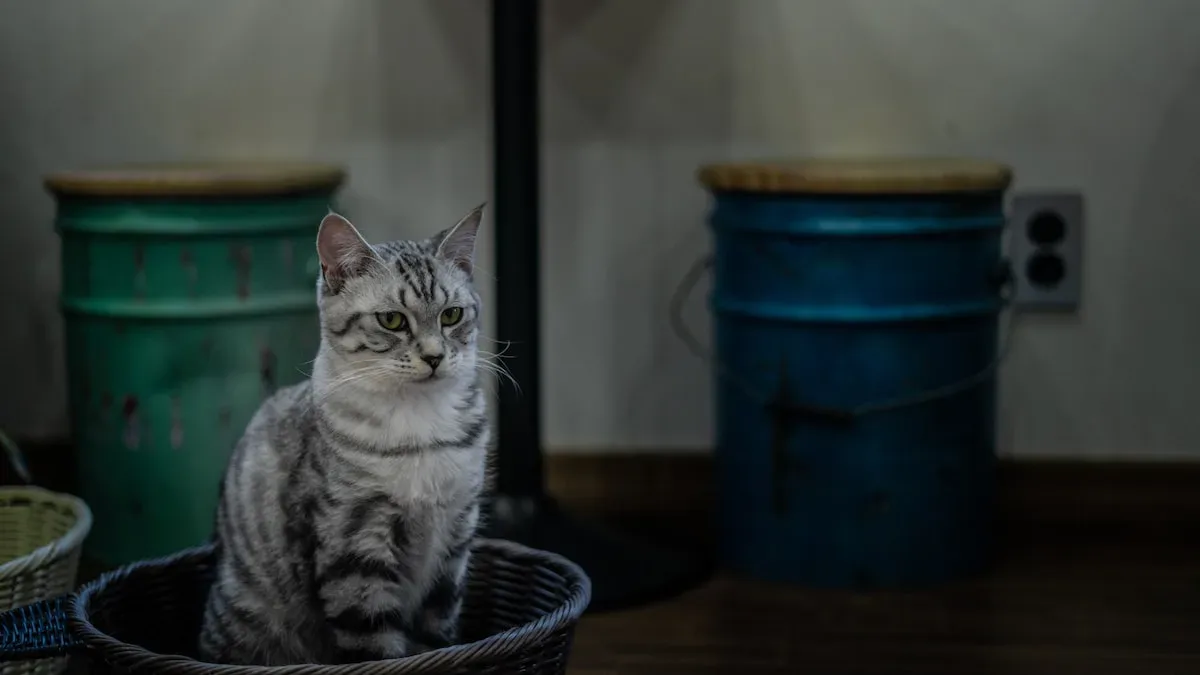 Unraveling The Enigma: Understanding The Floor Scratching Behavior Of Cats During Water Consumption