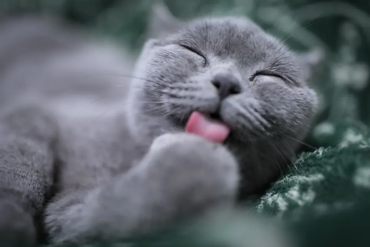 Unraveling The Mystery: Understanding Your Cat'S Tiny Meal Portions