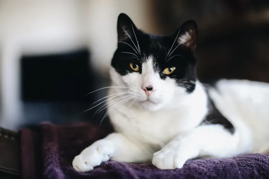 Unraveling the Aluminum Foil Enigma: Why Cats Shun It
