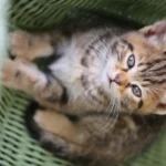 Unraveling the Claw Conundrum: Do All Cats Scratch Furniture?