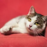 Unraveling the Dry Food Dilemma: Do Cat UTIs Stem from Kibble?