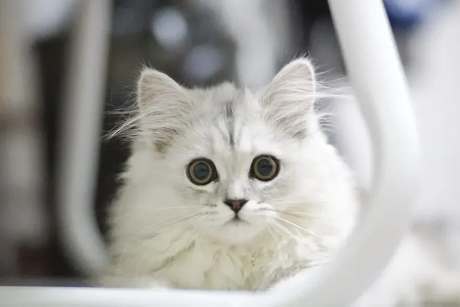 Unraveling the Enigma: Why Cats Scratch You When You Pet Them