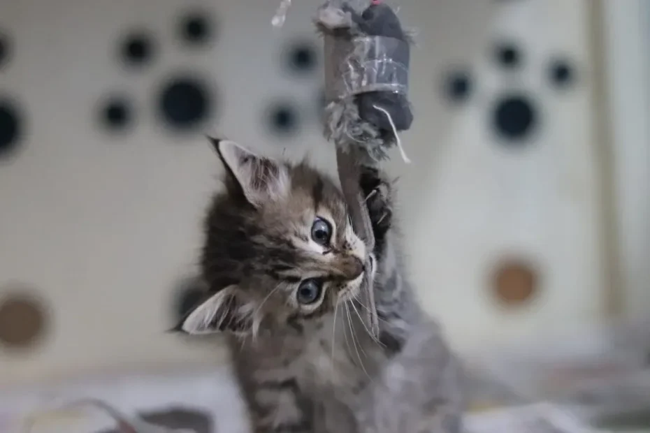 Unraveling the Enigma: Why Won't My Cat Crunch Her Dry Food?