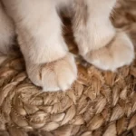 Unraveling the Fluffy Mystery: What Causes Rapid Weight Gain in Cats?