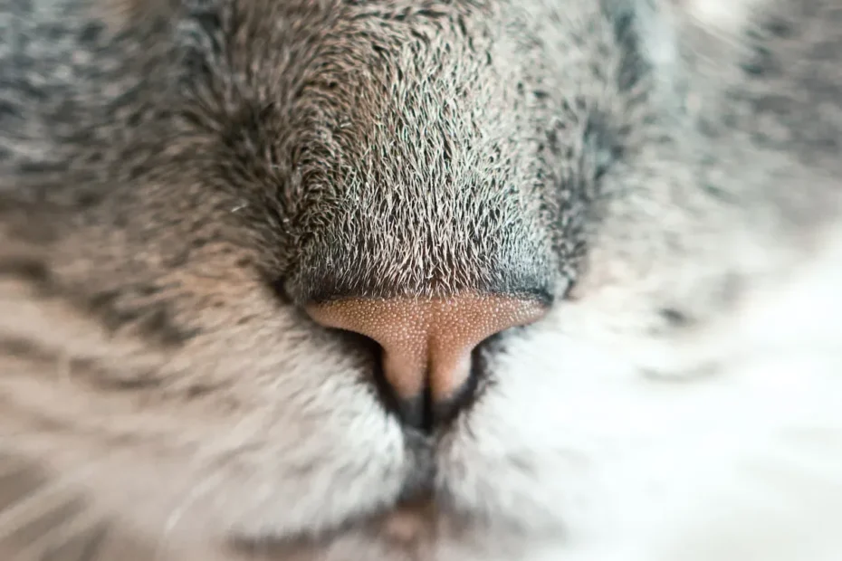 Unraveling the Licking Enigma: Why Does My Cat Favor Me Over My Husband?