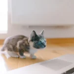 Unraveling the Mystery: Do Cats Scratch Without Fleas?