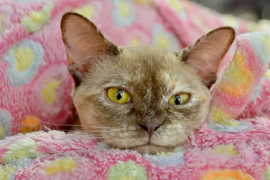 Unraveling the Spraying Mystery: Do Male Cats Spray?