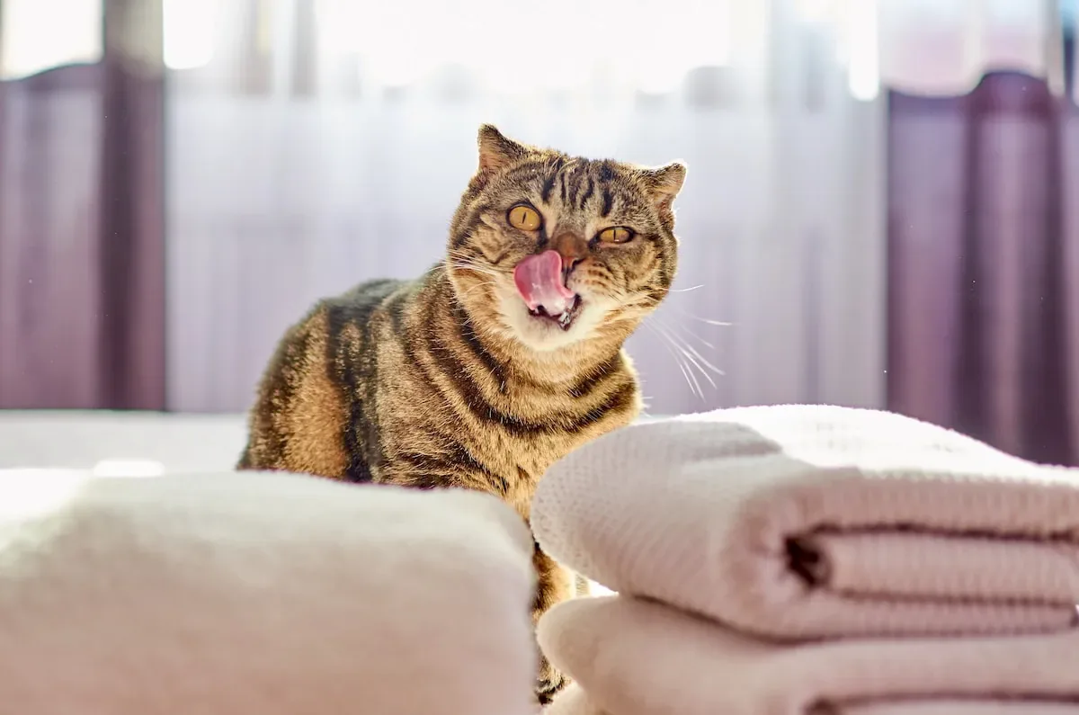 Unruly Boundaries: Investigating How Cats Establish And Maintain Their Room Patrols