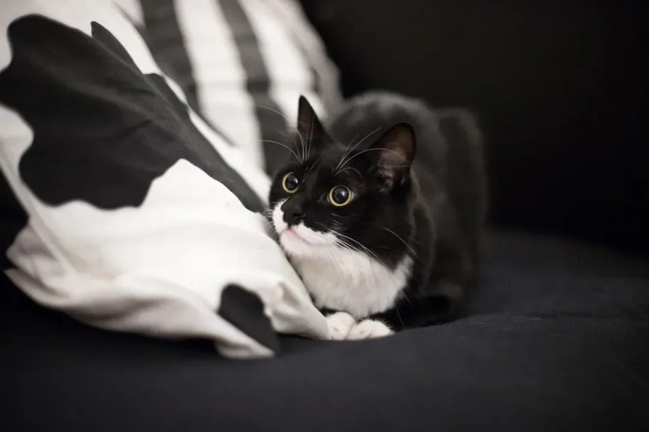 Unveiling Cat Chuffs: The Secret Language of Feline Communication