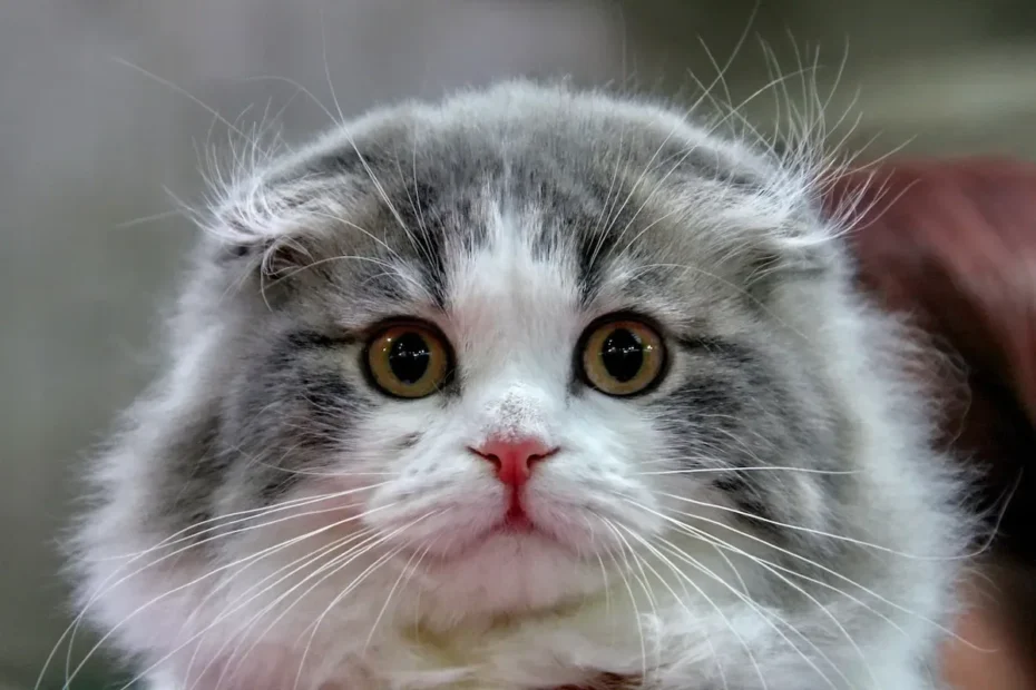 Unveiling Feline Marking: Do Unneutered Cats Spray?