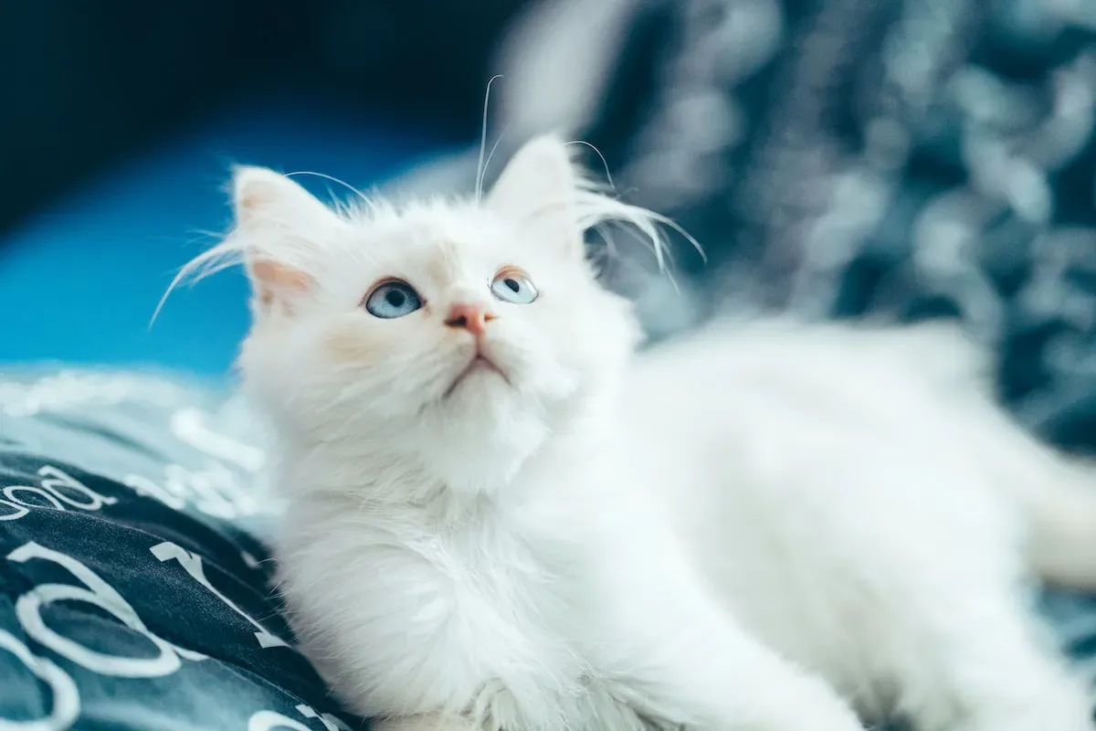 Unveiling The Connection: Dry Cat Food And Constipation