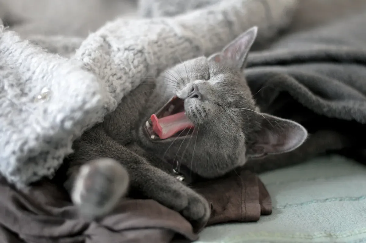 Unveiling The Ingredients: Analyzing Store-Bought Cat Food