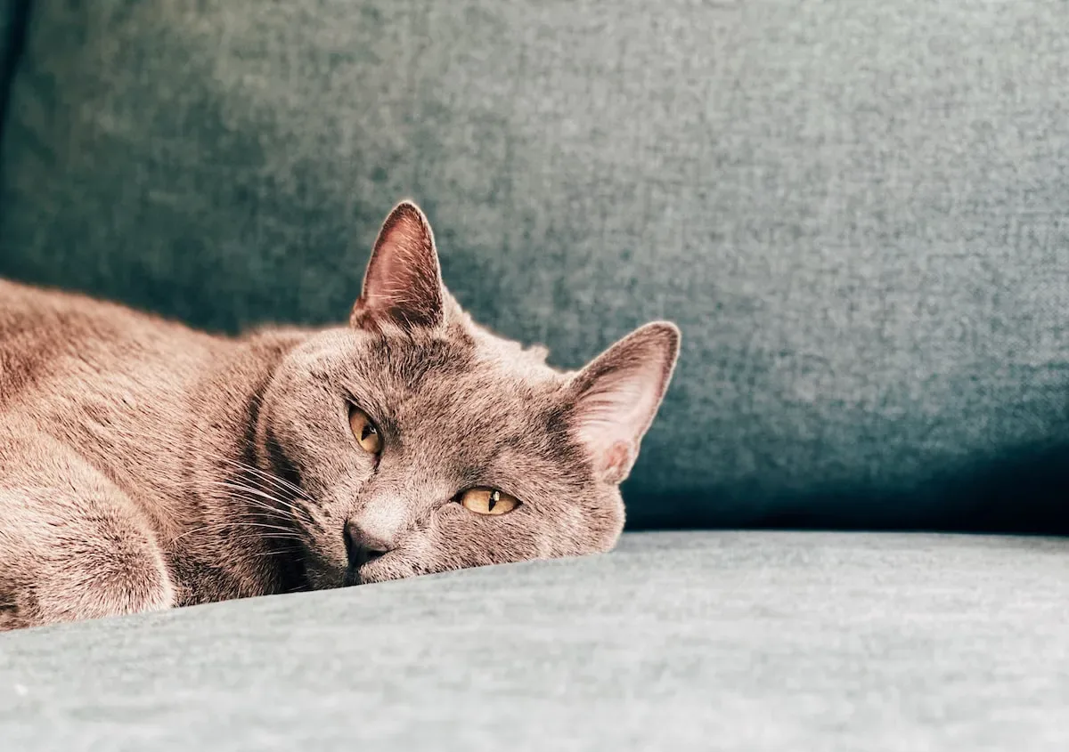 Unveiling The Mysterious Behavior: The Curious Connection Between Cats And The Floor