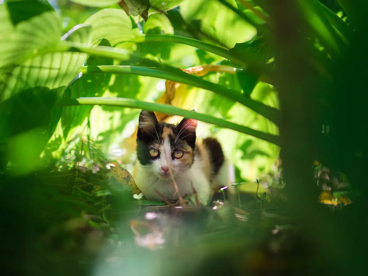 Unveiling The Mystery: Why Cats Appear Off-Balance With A Harness On