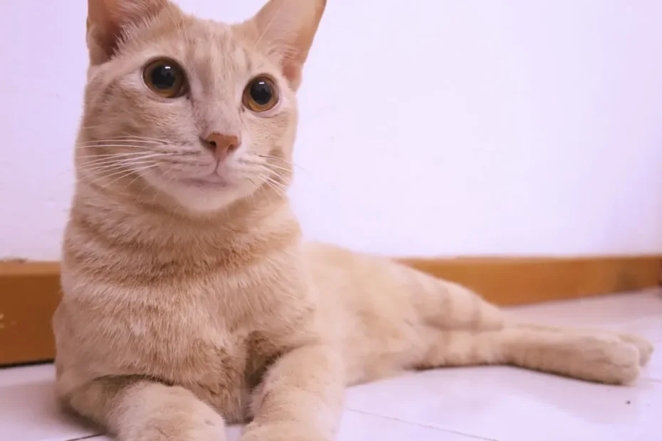 Unveiling the Affectionate Side: Do Neutered Cats Love More?