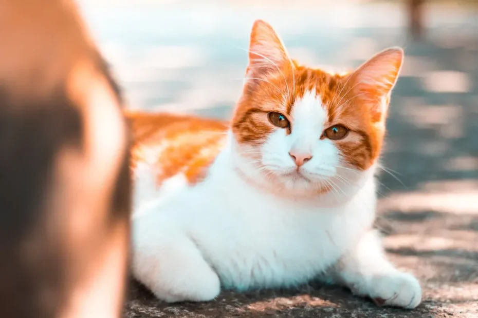 Unveiling the Cat Allergy Timeline: How Long Can Cat Allergies Last?