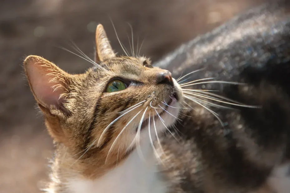 Unveiling the Cat's Cry: Exploring the Mystery of Feline Screaming