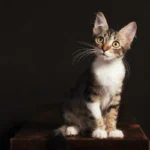 Unveiling the Feline Fear Reflex: Why Do Cats Arch Their Backs?