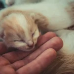 Unveiling the Fish-Feline Connection: Do Cats Truly Crave Fish?