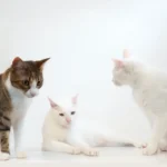 Unveiling the Quirky Cat Behavior: Why Do Cats Paw the Floor Before Drinking?