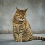 Unveiling the Truth: Do Fish Cat Food and Crystals Connect?