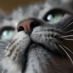 Unveiling the Truth: Does Dry Cat Food Harm Teeth?