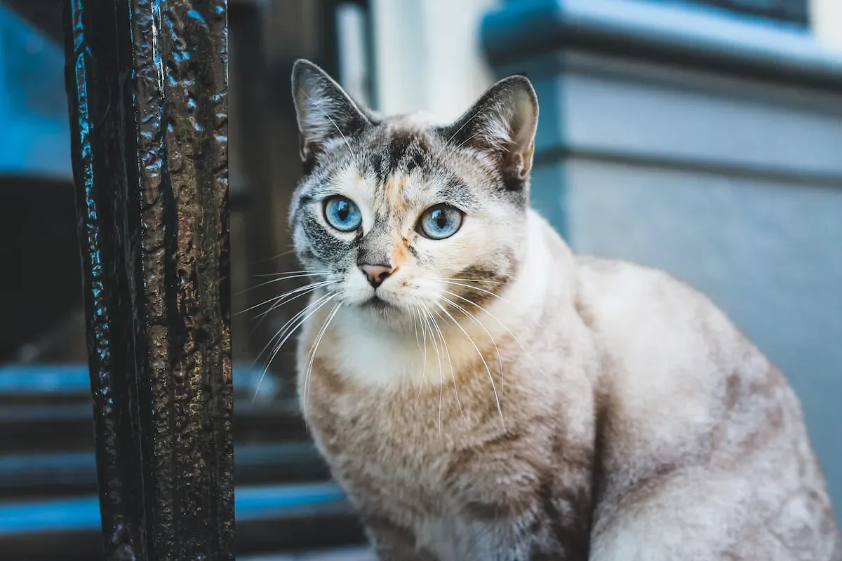 Variety Is The Spice Of Life: Mixing Up Your Cat'S Dry Food!