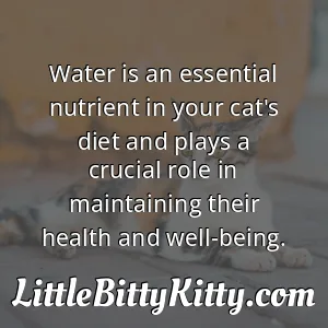Water is an essential nutrient in your cat's diet and plays a crucial role in maintaining their health and well-being.