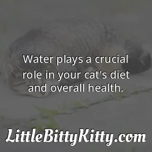 Water plays a crucial role in your cat's diet and overall health.