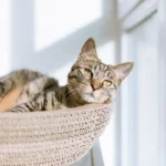 Waterless Wonders: How to Keep Your Cat's Fur Clean and Fresh