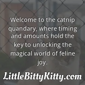 Welcome to the catnip quandary, where timing and amounts hold the key to unlocking the magical world of feline joy.