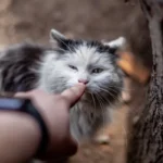 Wet Food and Cat Weight: Separating Fact from Fiction
