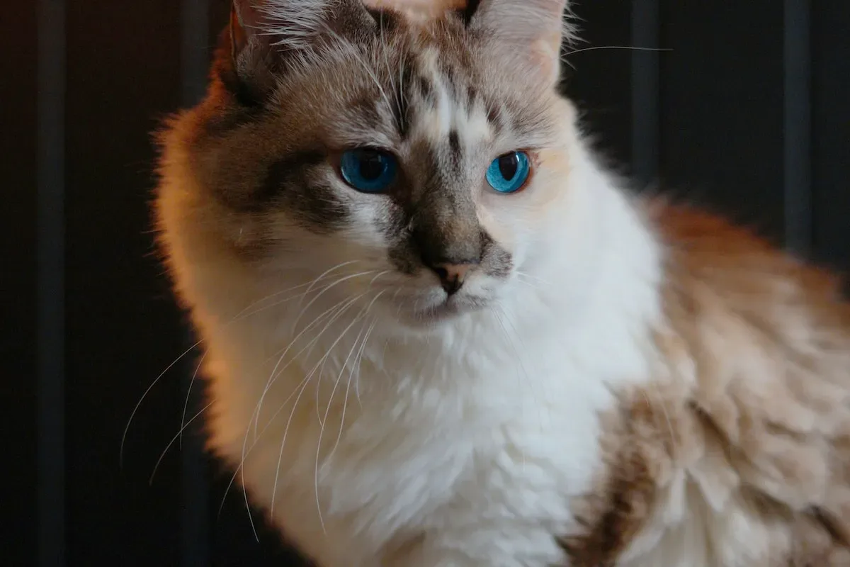 When Cats And Microfiber Collide: Real-Life Experiences And Lessons Learned