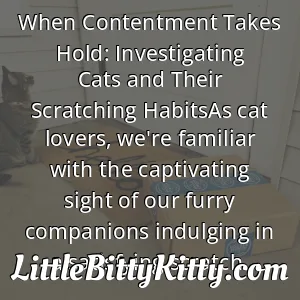 When Contentment Takes Hold: Investigating Cats and Their Scratching HabitsAs cat lovers, we're familiar with the captivating sight of our furry companions indulging in a satisfying scratch.