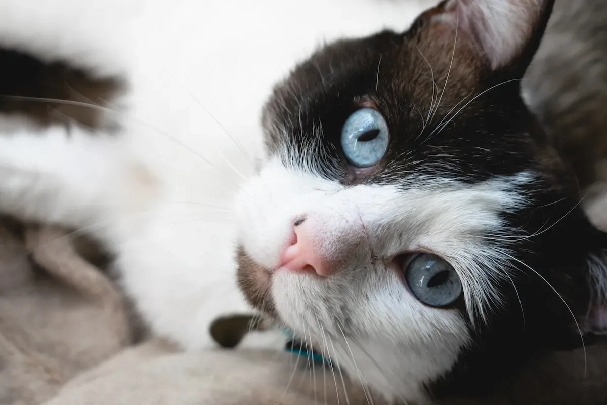 When In Doubt, Lick It Out: Cats' Natural Response To Environmental Changes